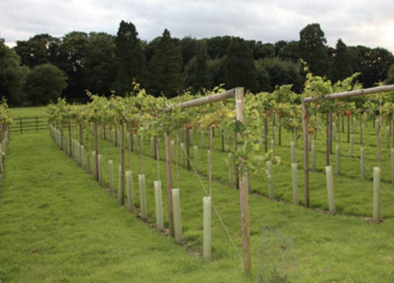 Lincolnshire vineyard comes to the market