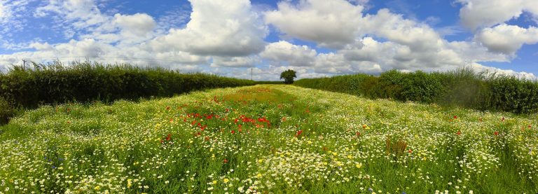 Businesses sign up to start wildflower planting project