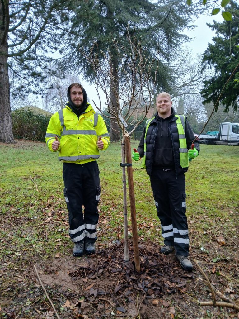 Housing provider launches tree replacement programme